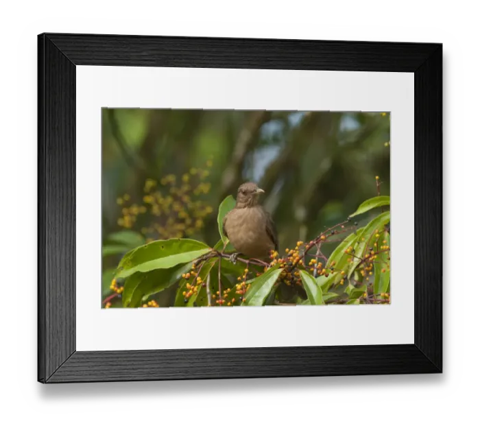 Framed Print : Clay-colored Robin Turdus grayi Savegre Costa Rica Framed Print : Clay-colored Robin Turdus grayi Savegre Costa Rica