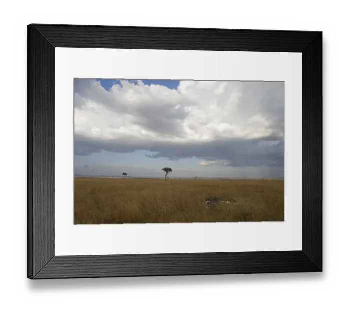 Framed Print : Common Ostrich Struthio camelus female at nest on Masai Mara Kenya Framed Print : Common Ostrich Struthio camelus female at nest on Masai Mara Kenya