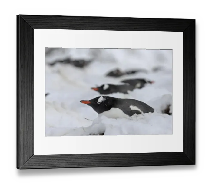 Framed Print : Gentoo Penguin Pygoscelis papua on snow covered nest Antarctic Peninsula Framed Print : Gentoo Penguin Pygoscelis papua on snow covered nest Antarctic Peninsula