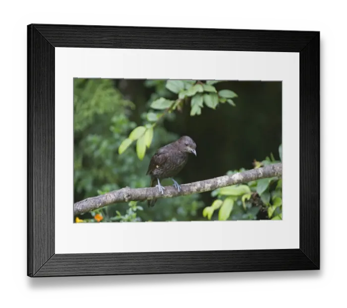 Framed Print : Archbolds Bowerbird Archboldia paupensis Western Highlands Papua New Guinea Framed Print : Archbolds Bowerbird Archboldia paupensis Western Highlands Papua New Guinea