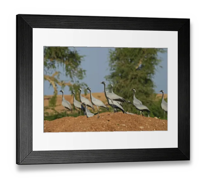 Framed Print : Demoiselle Cranes Anthropoides virgo at Kichan in Thar Desert Rajasthan India November