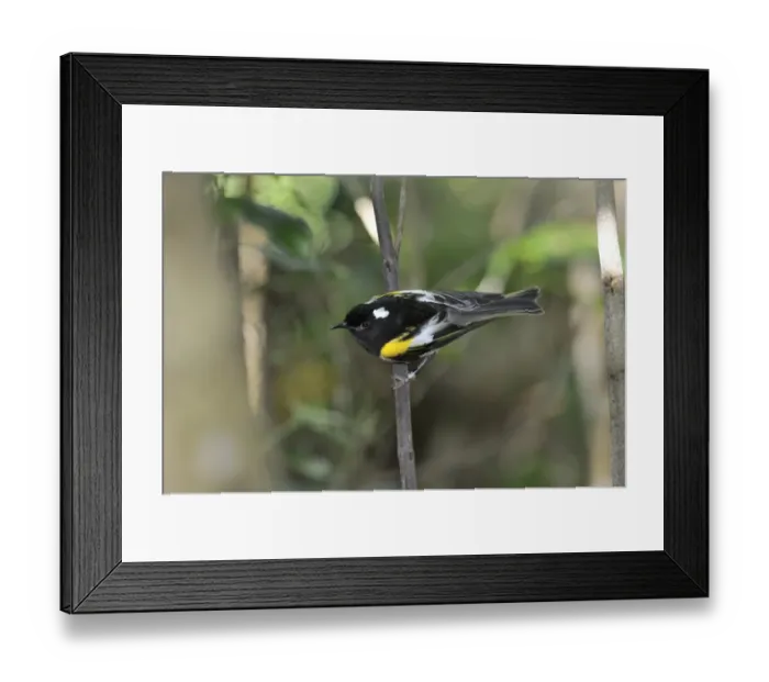 Framed Print : Stitchbird Notyiomystis cincta Tiri Matangi Island North Island New Zealand male Framed Print : Stitchbird Notyiomystis cincta Tiri Matangi Island North Island New Zealand male