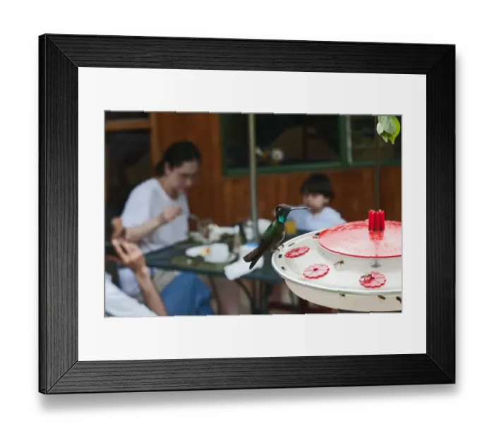 Framed Print : Magnificent Hummingbird Eugenes fulgens male feeding at Hummingbird feeder in garden Framed Print : Magnificent Hummingbird Eugenes fulgens male feeding at Hummingbird feeder in garden