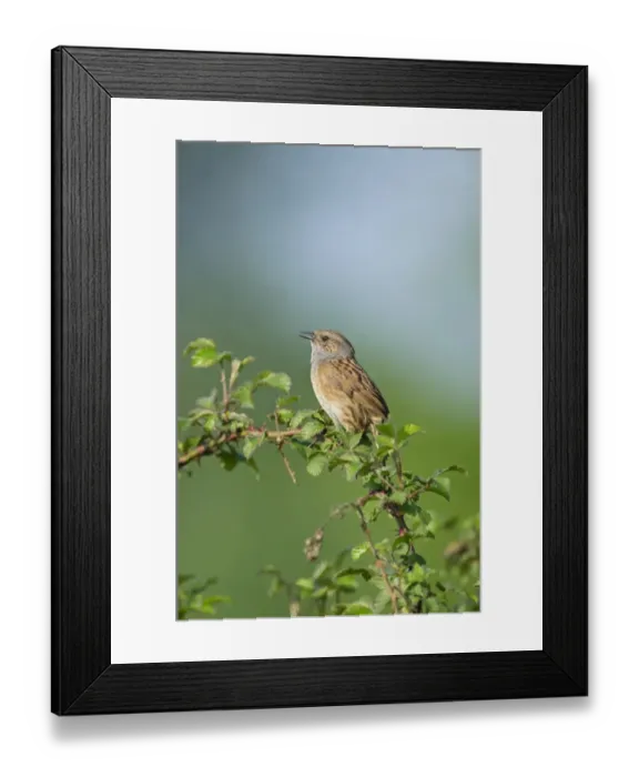 Framed Print : Dunnock Prunella modularis in song Norfolk spring Framed Print : Dunnock Prunella modularis in song Norfolk spring