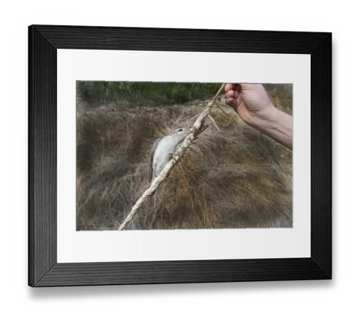 Framed Print : Red-backed Shrike Lanius collurio illegally trapped on limestick in olive grove Framed Print : Red-backed Shrike Lanius collurio illegally trapped on limestick in olive grove