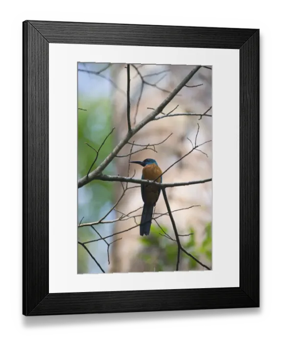 Framed Print : Great Jacamar Jacamerops aureus Amazon Peru