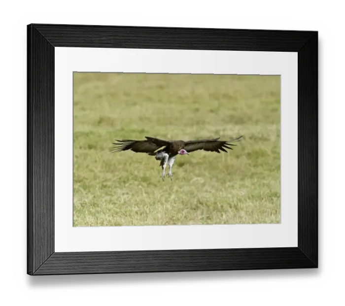 Framed Print : Hooded Vulture Necrosyrtes monachus Masai Mara Kenya Framed Print : Hooded Vulture Necrosyrtes monachus Masai Mara Kenya