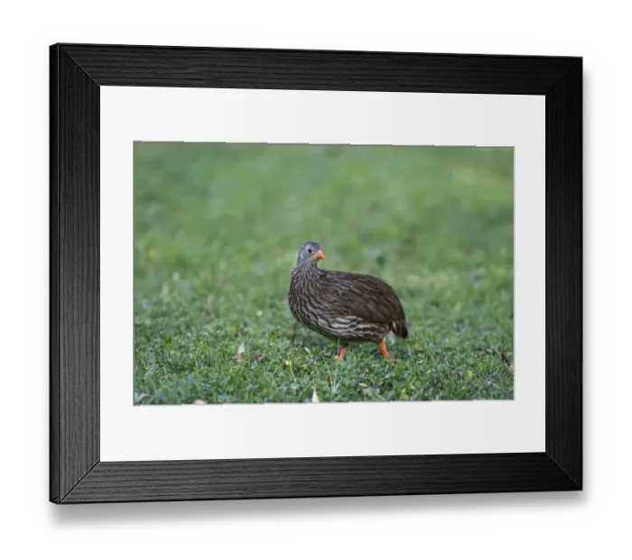 Framed Print : Scaly Francolin Francolinus squamatus Masai Mara Kenya Framed Print : Scaly Francolin Francolinus squamatus Masai Mara Kenya