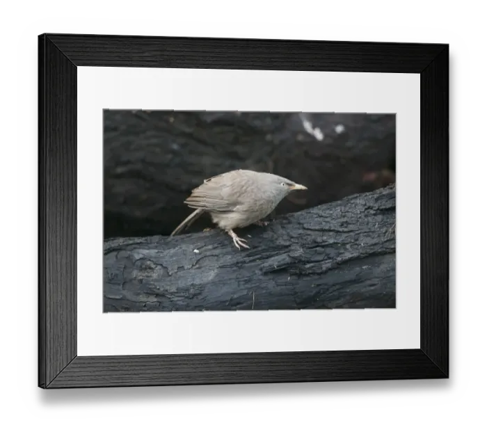 Framed Print : Jungle Babbler Turdoides striata Bharatpur India February Framed Print : Jungle Babbler Turdoides striata Bharatpur India February