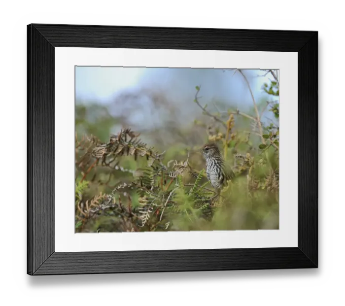 Framed Print : Fernbird Megalurus punctatus North Island New Zealand Framed Print : Fernbird Megalurus punctatus North Island New Zealand