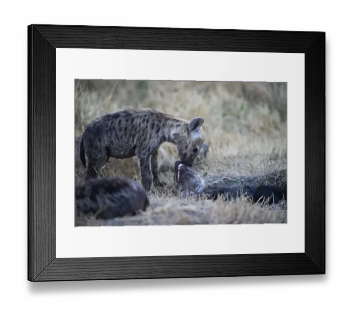 Framed Print : Spotted Hyena Crocuta crocuta with young pup Masai Mara Kenya Framed Print : Spotted Hyena Crocuta crocuta with young pup Masai Mara Kenya