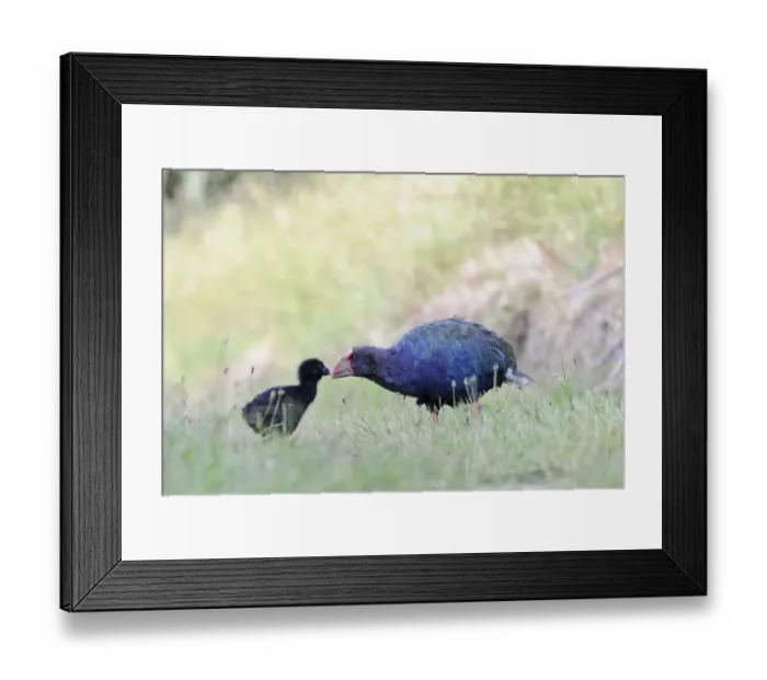 Framed Print : Takahe Porphyrio mantelli Tiri Matangi Island North Island New Zealand Framed Print : Takahe Porphyrio mantelli Tiri Matangi Island North Island New Zealand