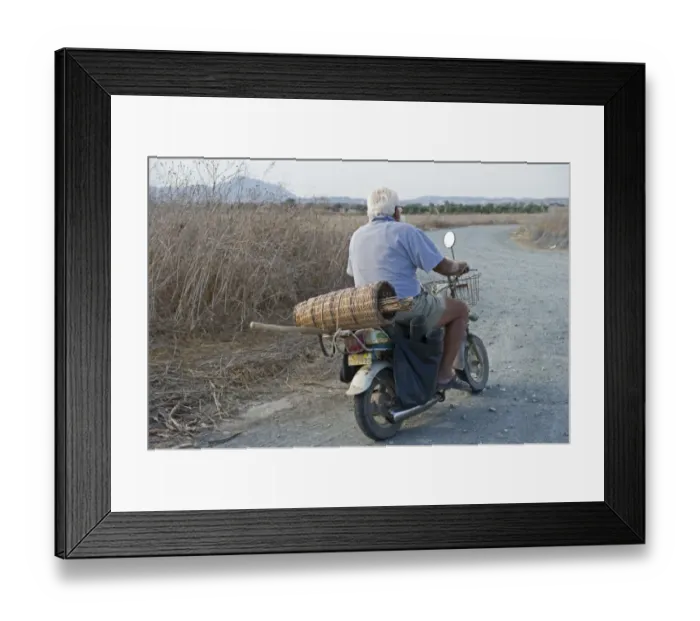 Framed Print : Illegal trapper with limesticks on back of motorcycle going to orchard to set up Framed Print : Illegal trapper with limesticks on back of motorcycle going to orchard to set up