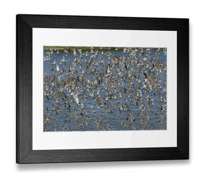 Framed Print : Mainly Dunlin Calidris alpina but also Redshank, Black-headed Gulls and Knot arriving Framed Print : Mainly Dunlin Calidris alpina but also Redshank, Black-headed Gulls and Knot arriving