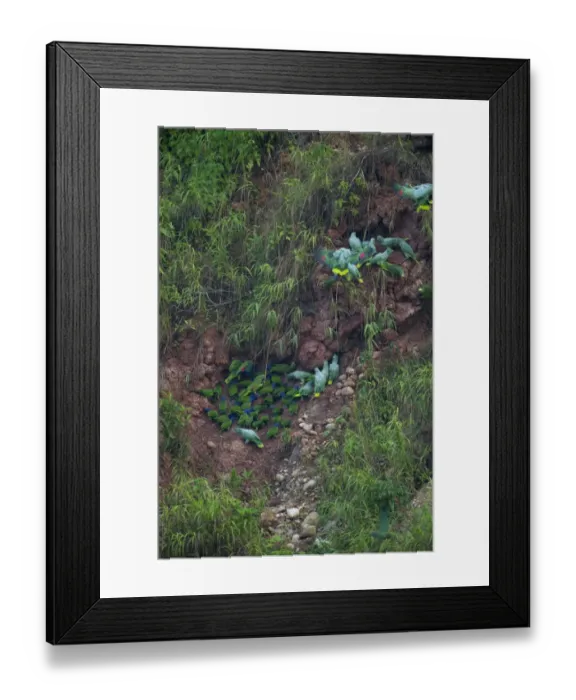 Framed Print : Blue-headed (Pionus menstruus) and Mealy Parrots (Amazona farinosa) at a clay lick Framed Print : Blue-headed (Pionus menstruus) and Mealy Parrots (Amazona farinosa) at a clay lick