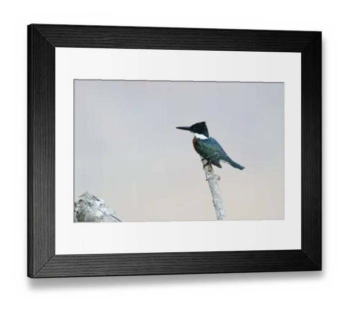 Framed Print : Green Kingfisher Chloroceryle americana Tambopata Peruvian Amazon Framed Print : Green Kingfisher Chloroceryle americana Tambopata Peruvian Amazon