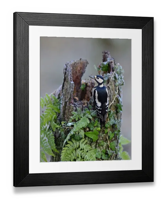 Framed Print : Great spotted Woodpecker Dendrocopos major Norfolk November Framed Print : Great spotted Woodpecker Dendrocopos major Norfolk November