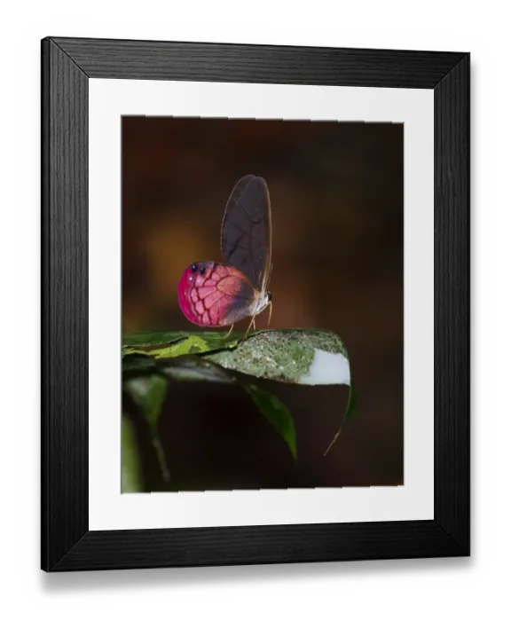 Framed Print : Blush Butterfly Sp. Amazon River Basin Peru Framed Print : Blush Butterfly Sp. Amazon River Basin Peru