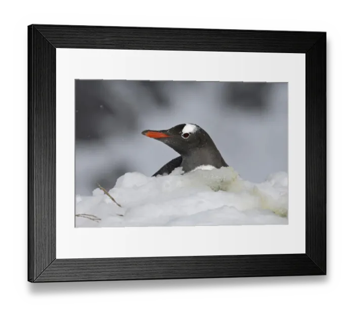 Framed Print : Gentoo Penguin Pygoscelis papua on snow covered nest Antarctic Peninsula Framed Print : Gentoo Penguin Pygoscelis papua on snow covered nest Antarctic Peninsula