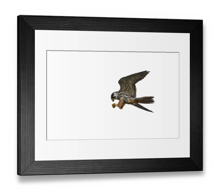 Framed Print : Hobby Falco subbuteo Norfolk May Framed Print : Hobby Falco subbuteo Norfolk May