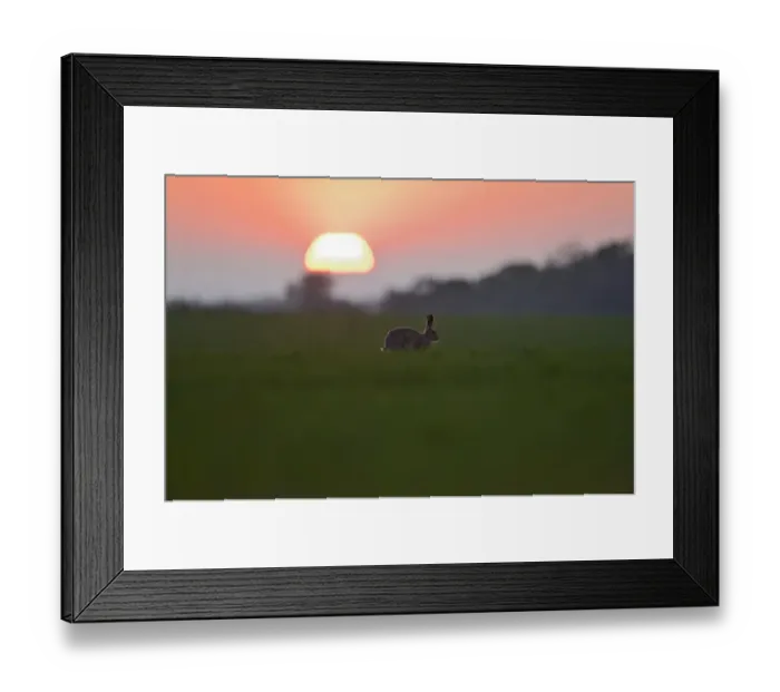 Framed Print : Brown (European) Hare Lepus europaeus Norfolk Framed Print : Brown (European) Hare Lepus europaeus Norfolk
