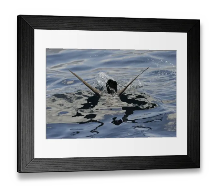 Framed Print : Flesh-footed Shearwater Puffinus carneipes feeding out in Hauraki Gulf off New Zealand Framed Print : Flesh-footed Shearwater Puffinus carneipes feeding out in Hauraki Gulf off New Zealand