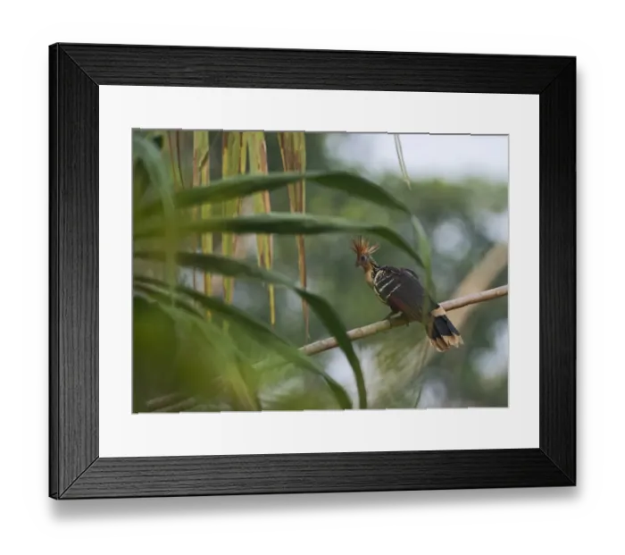 Framed Print : Hoatzin Opisthocomus hoazin Tambopata, Amazon Rainforest Peru Framed Print : Hoatzin Opisthocomus hoazin Tambopata, Amazon Rainforest Peru