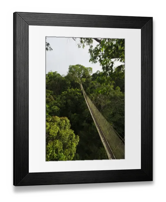 Framed Print : Aerial walkway through Rainforest canopy Exploramo Lodge Iquitos Region River Amazon Peru Framed Print : Aerial walkway through Rainforest canopy Exploramo Lodge Iquitos Region River Amazon Peru