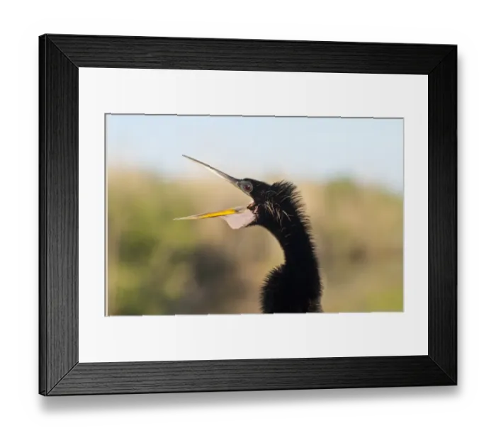 Framed Print : Anhinga, Anhinga anhinga or American Darter Anhinga Trail Florida Everglades Framed Print : Anhinga, Anhinga anhinga or American Darter Anhinga Trail Florida Everglades
