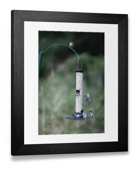Framed Print : 005689 Framed Print : 005689