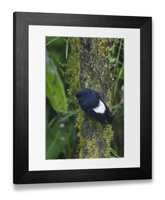 Framed Print : White-winged Robin Peneothello sigillatus hagenensis male near Mt Hagen in Western Framed Print : White-winged Robin Peneothello sigillatus hagenensis male near Mt Hagen in Western