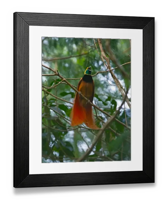 Framed Print : Raggiana Bird of Paradise Paradiaea raggiana male calling at lek in Varirata National Framed Print : Raggiana Bird of Paradise Paradiaea raggiana male calling at lek in Varirata National