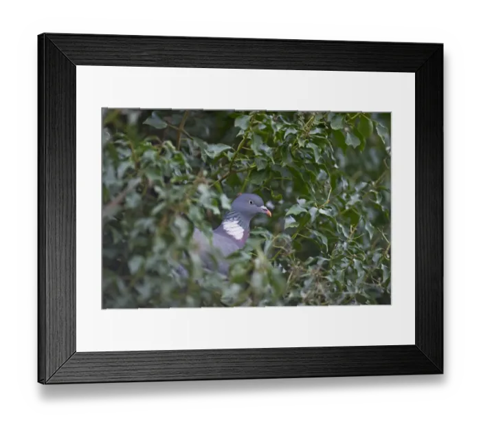 Framed Print : Wood Pigeon Columba palumbus Norfolk winter