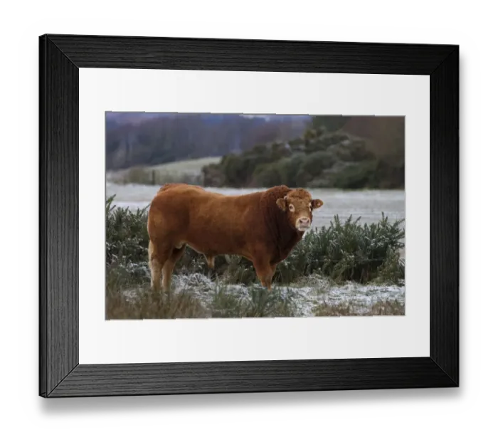 Framed Print : Bull Dumfries Scotland winter