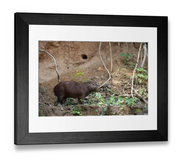 Framed Print : Capybara Hydrochoerus hydrochaeris at a clay lick on banks of river at Tambopata Framed Print : Capybara Hydrochoerus hydrochaeris at a clay lick on banks of river at Tambopata