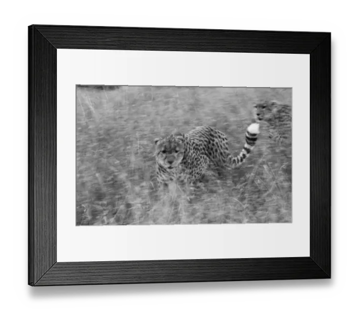 Framed Print : Chhetah Acinonyx jubatus Masai Mara Kenya Framed Print : Chhetah Acinonyx jubatus Masai Mara Kenya