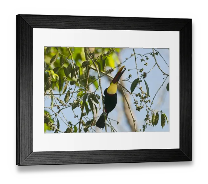 Framed Print : Chestnut-mandibled Toucan Ramphastos swainsonii La Selva Costa Rica Framed Print : Chestnut-mandibled Toucan Ramphastos swainsonii La Selva Costa Rica