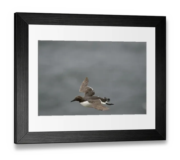 Framed Print : Common Guillemot or Common Murre, Uria aalge (Bridled Guillemot) Fowlsheugh RSPB Framed Print : Common Guillemot or Common Murre, Uria aalge (Bridled Guillemot) Fowlsheugh RSPB