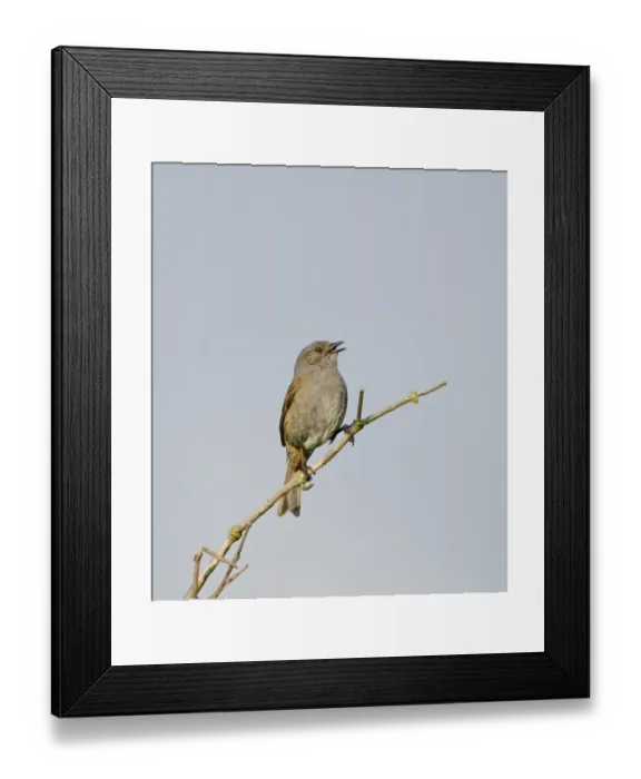 Framed Print : Dunnock Prunella modularis in song Norfolk spring Framed Print : Dunnock Prunella modularis in song Norfolk spring