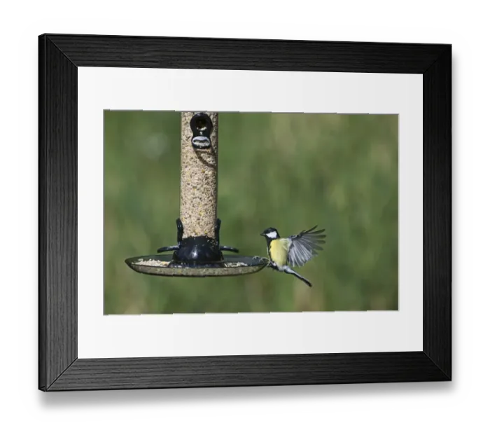 Framed Print : 005704 Framed Print : 005704