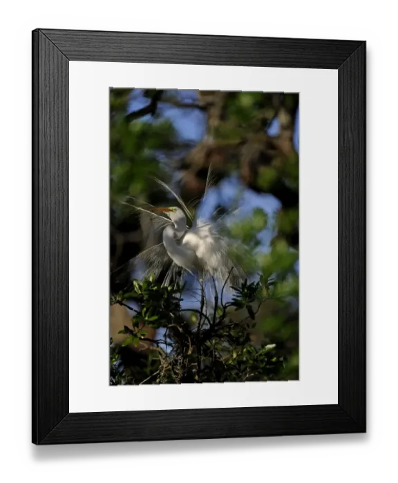 Framed Print : Great Egret Ardea alba displaying at nest St Augustine Florida USA Framed Print : Great Egret Ardea alba displaying at nest St Augustine Florida USA