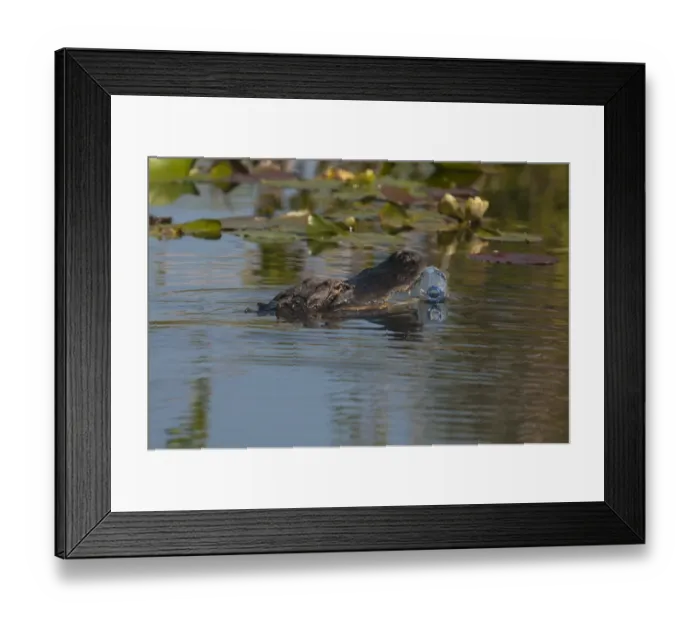 Framed Print : American Alligator attempting to eat a plastic bottle Anhinga Trail Florida Everglades Framed Print : American Alligator attempting to eat a plastic bottle Anhinga Trail Florida Everglades