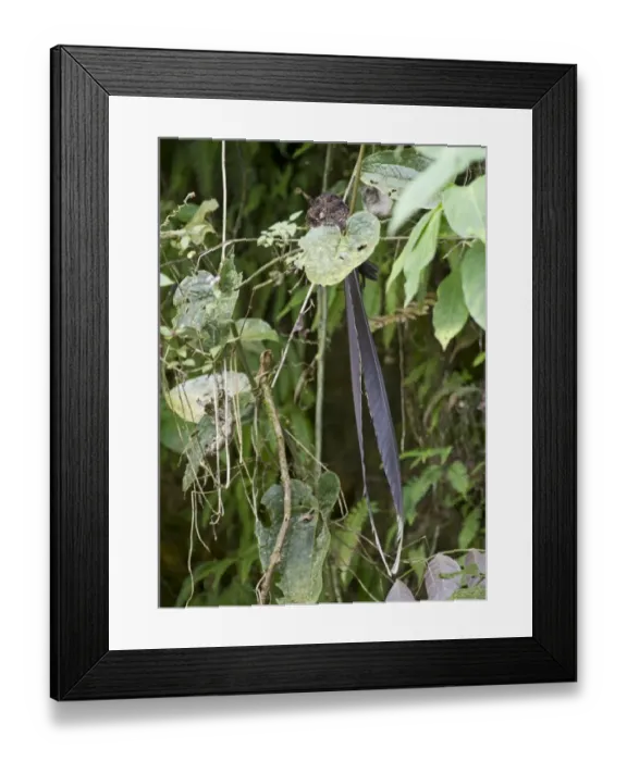 Framed Print : Swallow-tailed Nightjar male roosting during day Ecuador Framed Print : Swallow-tailed Nightjar male roosting during day Ecuador