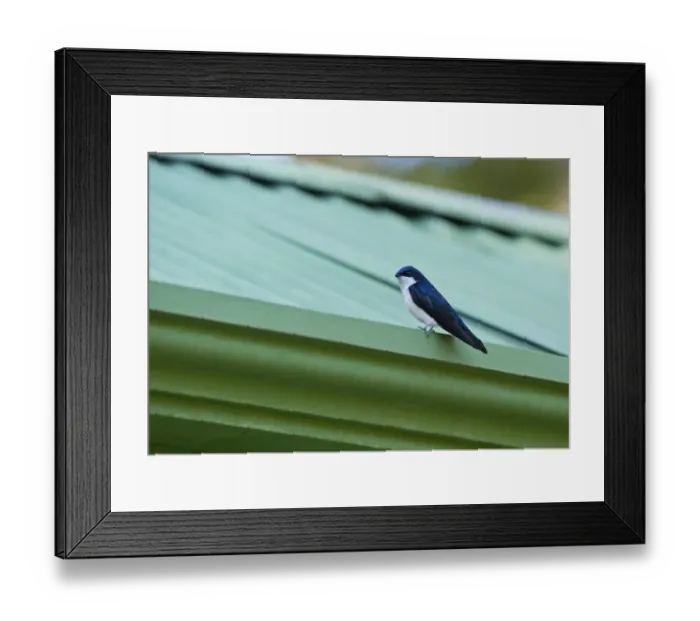 Framed Print : Blue and White Swallow Notiochelidon cyanoleuca Savegre Costa Rica Framed Print : Blue and White Swallow Notiochelidon cyanoleuca Savegre Costa Rica
