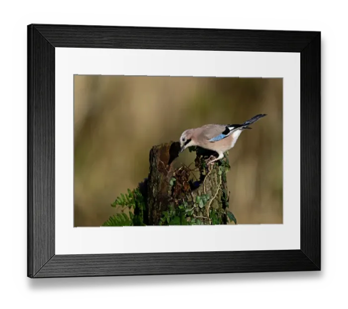 Framed Print : Jay, Garrulus glandarius searching for acorns in woodland Norfolk November Framed Print : Jay, Garrulus glandarius searching for acorns in woodland Norfolk November