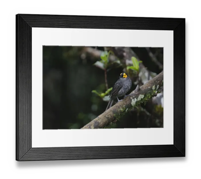 Framed Print : Common Smoky Honeyeater Melipotes fumigatus Western Highlands Papua New Guinea Framed Print : Common Smoky Honeyeater Melipotes fumigatus Western Highlands Papua New Guinea