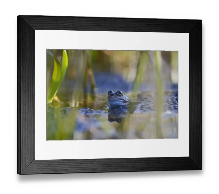 Framed Print : Common Frog Rana temporaria with spawn in garden pond Norfolk March Framed Print : Common Frog Rana temporaria with spawn in garden pond Norfolk March