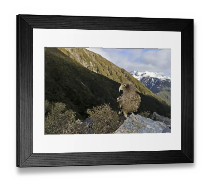 Framed Print : Kea nestor notabilis Arthurs Pass South Island New Zealand
