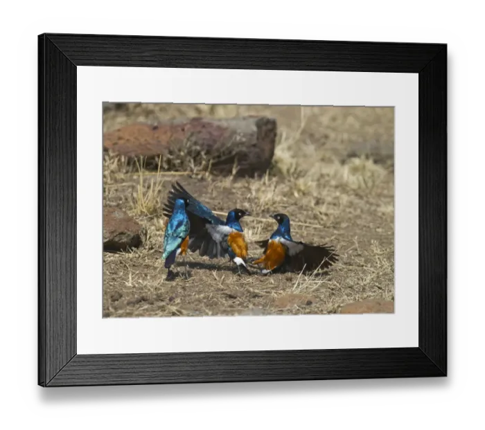 Framed Print : Superb Starlings Lamprotornis superbus fighting Masai Mara Kenya East Africa Framed Print : Superb Starlings Lamprotornis superbus fighting Masai Mara Kenya East Africa