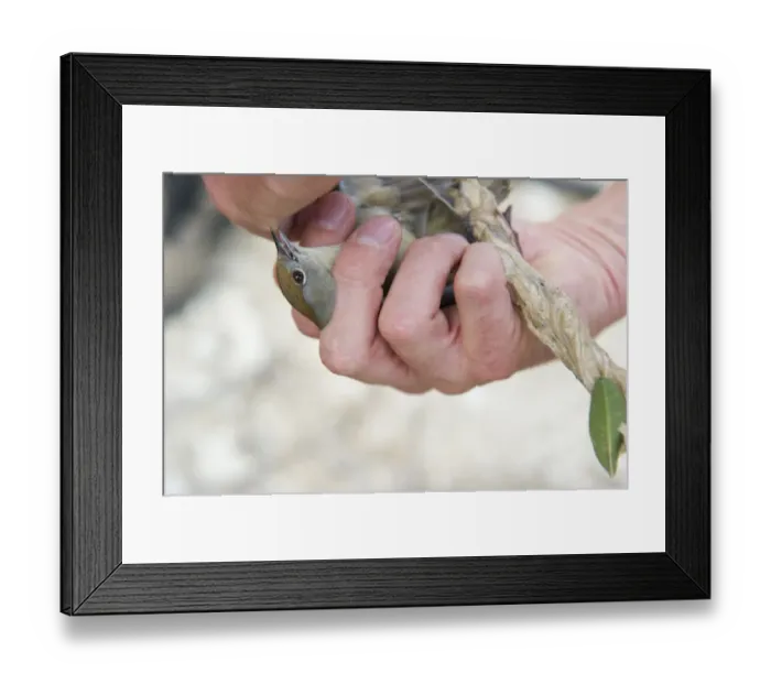 Framed Print : Blackcap Sylvia atricapilla illegally trapped on limestick for use as ambelopulia Cyprus Framed Print : Blackcap Sylvia atricapilla illegally trapped on limestick for use as ambelopulia Cyprus